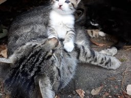 Das liebe Vieh